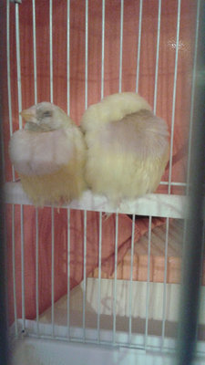 Yellow Bellies.jpg