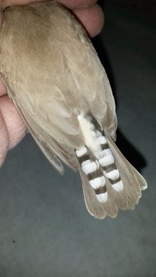 Male back and tail.
