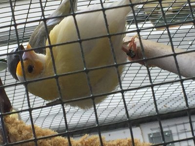 Yellow Gouldian.JPG