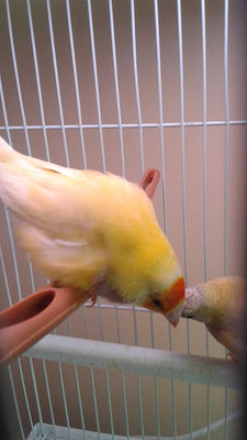Yellow 1.jpg