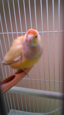 Yellow 2.jpg