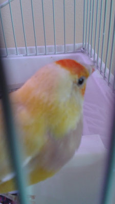 Yellow head 3.jpg