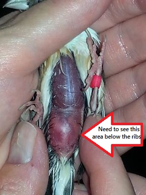 ideal belly picture with arrow.jpg