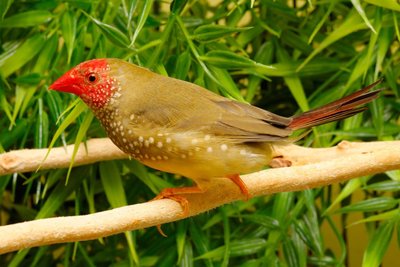 Male