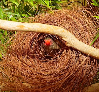 She then inspects the nest from the inside.
