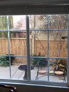 looking out my dining room window