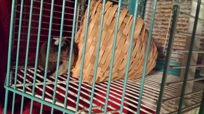 Pete, our new society finch