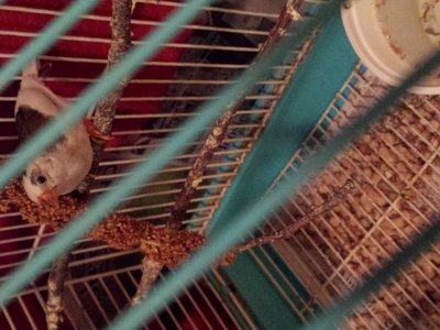 Eliza, the first zebra finch