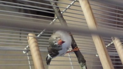 Penelope, the second zebra finch, and the one who makes these noises
