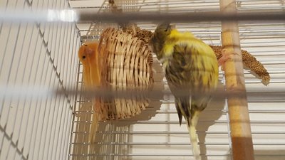 Toopay and Noname nesting