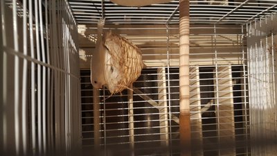 Blanca nesting