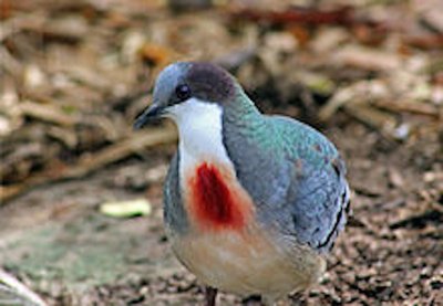 Bleeding Heart Dove.jpg