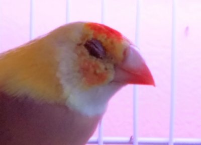 Rue Eye Close up.jpg