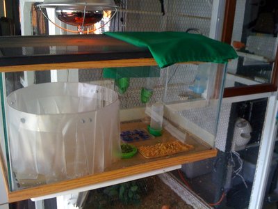 brooder 2015.JPG