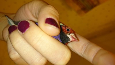 more beak