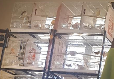pics of all birds and cages.png