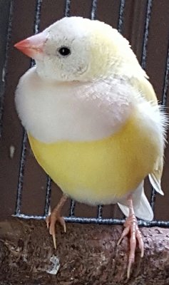 Hen-Her breast looks like it will be lilac to me!