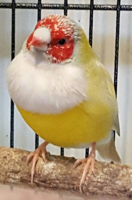 Cock-love the red head!