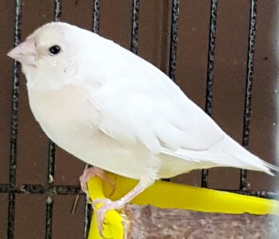 Hen-almost white