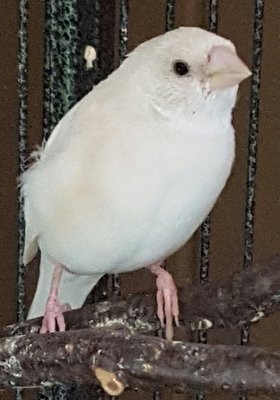 Hen-almost white