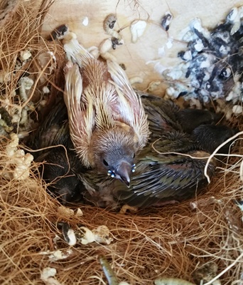 Offspring from my pair of yellow gouldians above (RH&amp;YH)