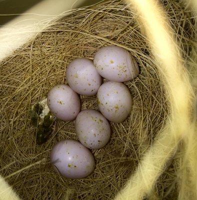 All the eggs were good!