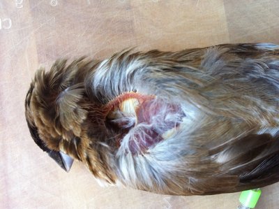 Bengalese Finch with Wound