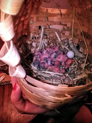 bignest8-21.jpg