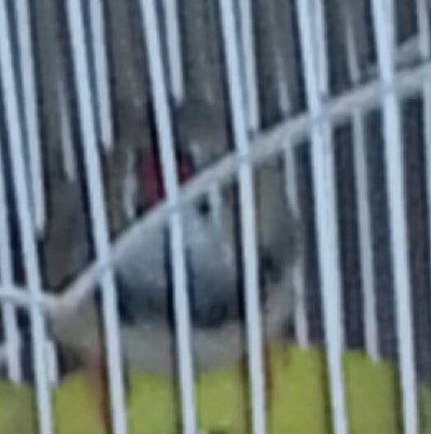 Chirpy