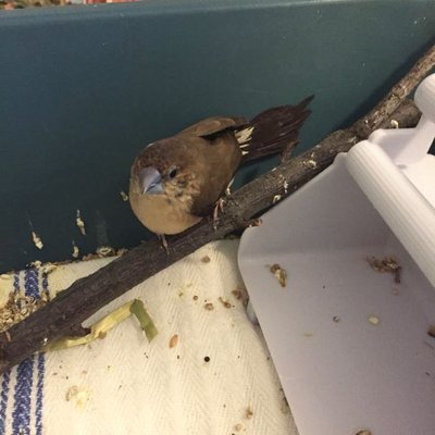 Here's a closeup of her perching inside her little micro-home inside the big cage