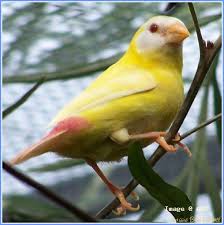 Lutino Parrot Finch