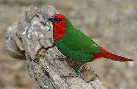 Red Throat Parrot Finch