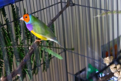 Male