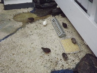 Egg food for buttons and floor doves.JPG
