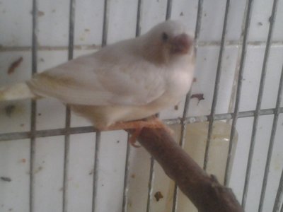 my sibling a FC Hen