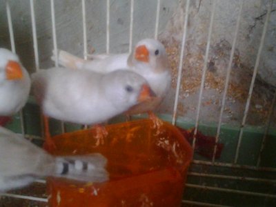 youngster sisters molting FC and CFw