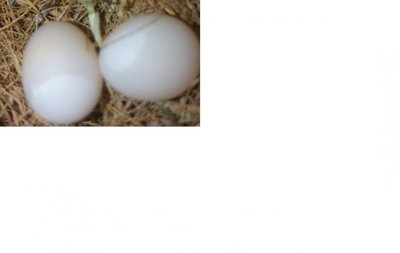 Egg 1.jpg