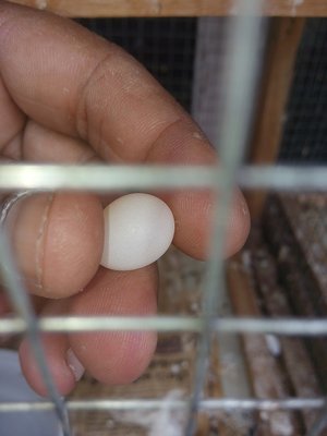 Egg 2.jpg