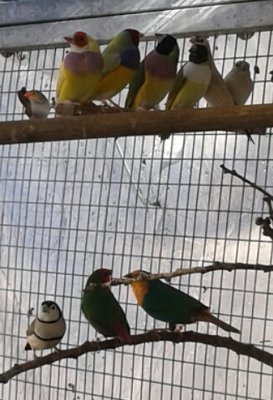 OC waxbill top right against mesh. 3 Blue split gouldians are the top middle 3 next to the fawn cherryfinch, Parrotfinches below, next to owlfinch.