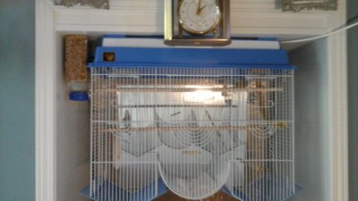 New cage