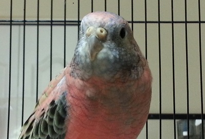 rosey bourke male 3.jpg