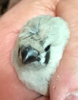 Crested baby from BC male and silver crested hen