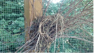 2012-07-11_owl nest 1.jpg