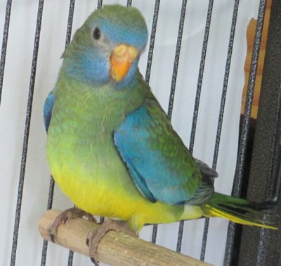 JeeJay fledged 6.17.16.JPG