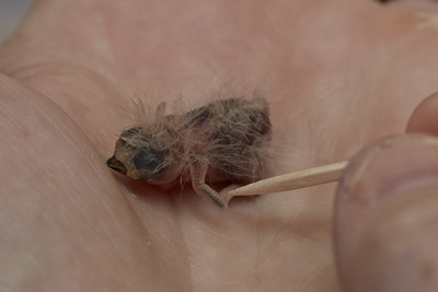 Owl Finch chick - we think 3 days old