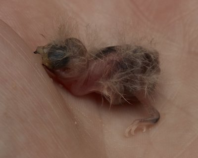 Owl Finch chick - we think 3 days old