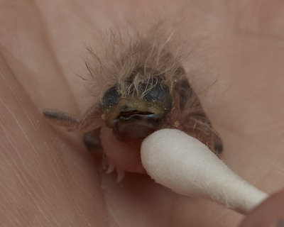 Owl Finch chick - we think 3 days old