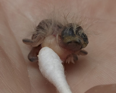Owl Finch chick - we think 3 days old