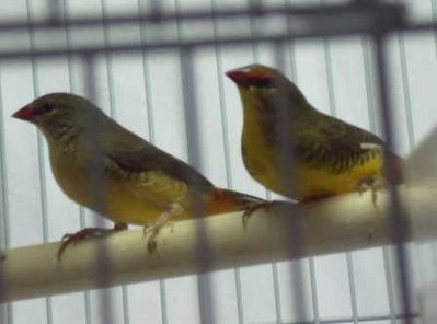 7-6 Gold Breast brother and sister.jpg