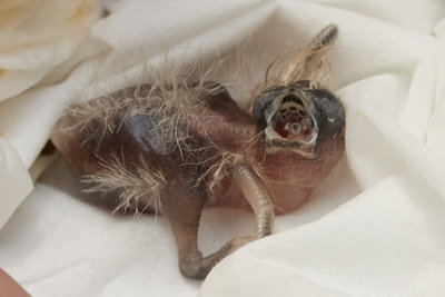 5 days old